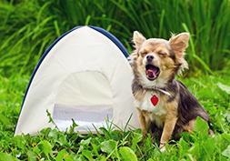 Camping acceptant les chiens